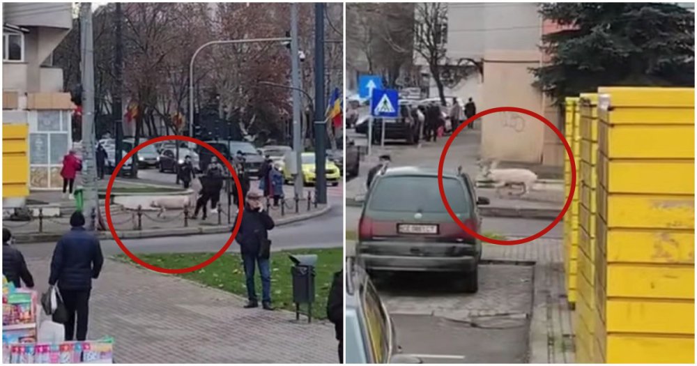 VIDEO. Scene amuzate și nu prea, într-un oraș din țară. Porcul a luat-o la fugă, proprietarul a încercat să-l prindă lovindu-l cu piciorul
