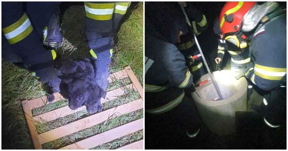 FOTO. Șase suflete mici, salvate în ultimul moment de pompierii sătmăreni. Cățelușii au căzut într-o fântână