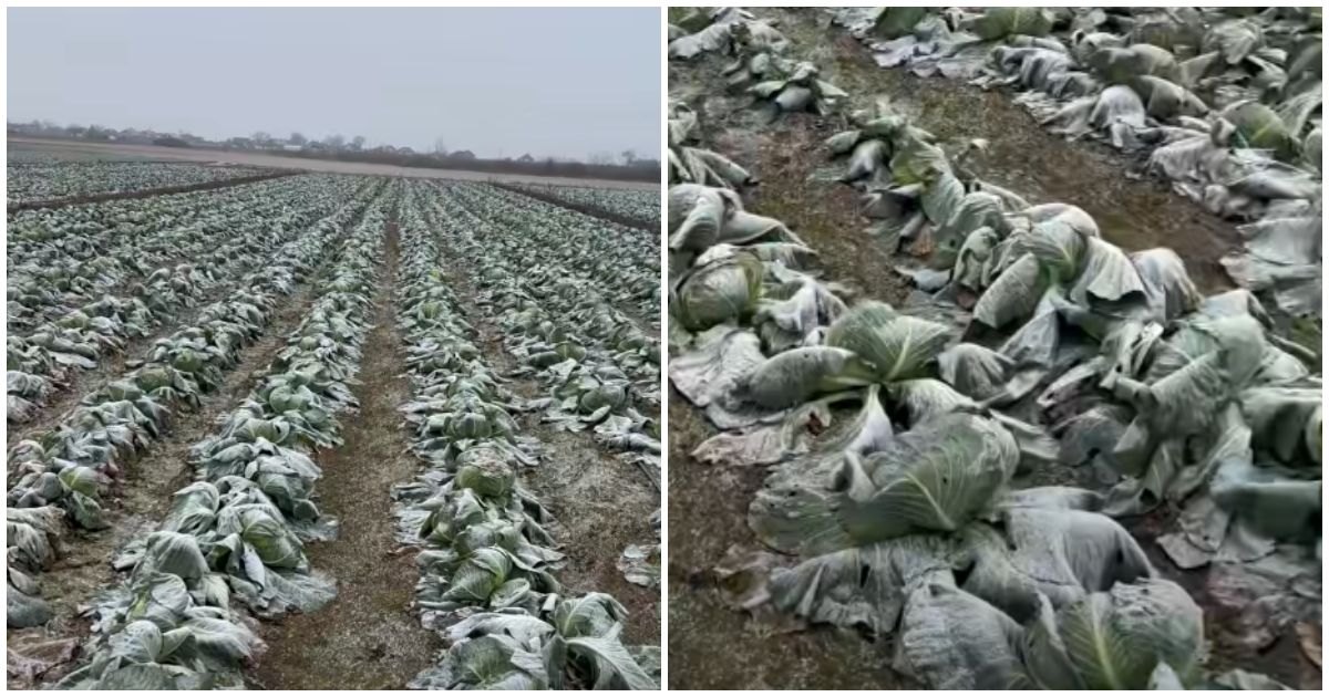 VIDEO. Rămas cu varza pe câmp, un fermier din Satu Mare o dă gratuit! ”Culegeți cât doriți”