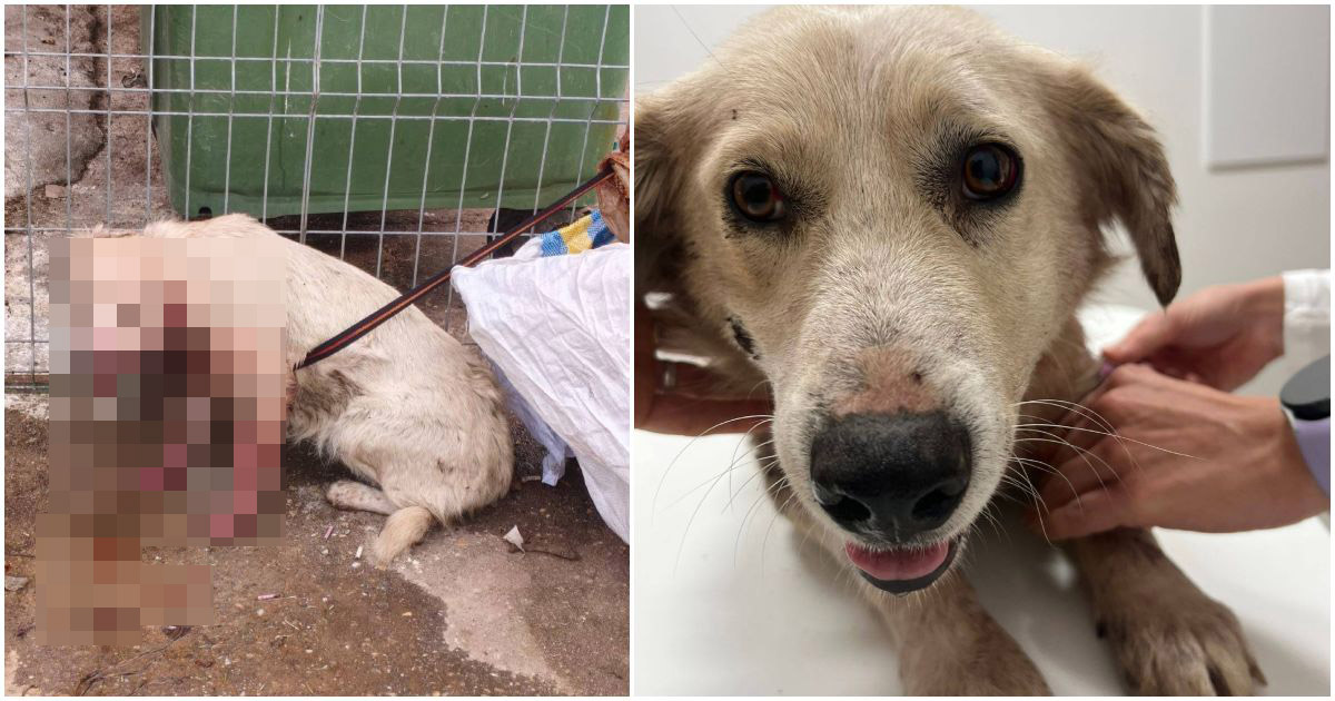 FOTO. Caz cutremurător de cruzime față de animale la Satu Mare. Cățelușă bătută și aruncată la gunoi, salvată în ultima clipă
