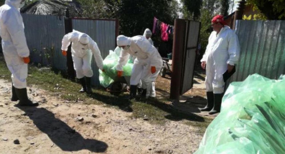 Peste porcină africană lovește din nou Satu Mare: focare în cinci localități. Autoritățile impun restricții severe