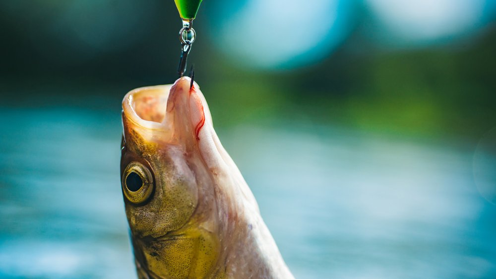 Ghid rapid pentru mulinete de crap în funcție de apă