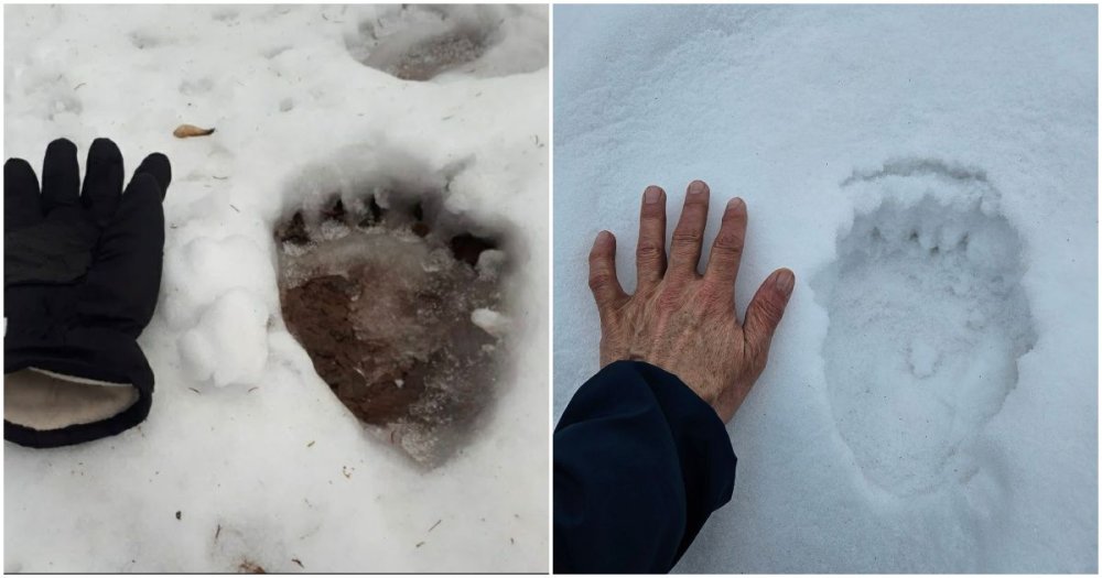 FOTO. Avertizarea transmisă de salvamontiști. Urși în zona traseelor turistice din Satu Mare