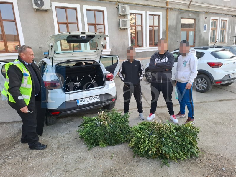 FOTO. O gașcă fura vegetația ornamentală din inima Sătmarului. O vindeau florăriilor