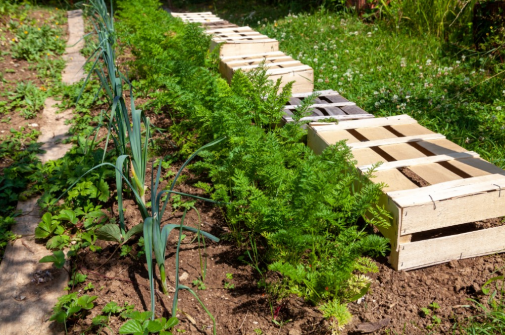 Tot mai căutat în piață, dar dificil în câmp: adevărul despre cultura de păstârnac