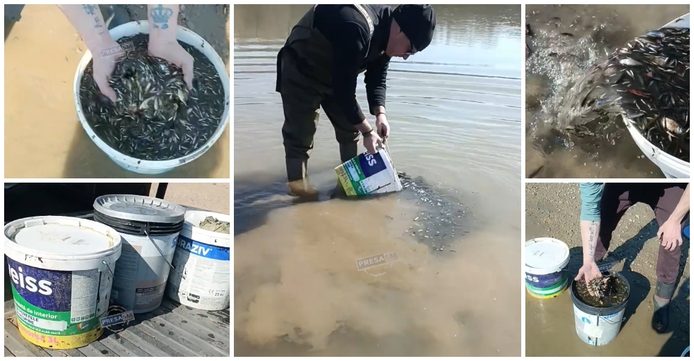 VIDEO. Un pescar din Satu Mare repopulează Someșul: ”Ne facem datoria de pescari, dacă vrem să mai prindem ceva”