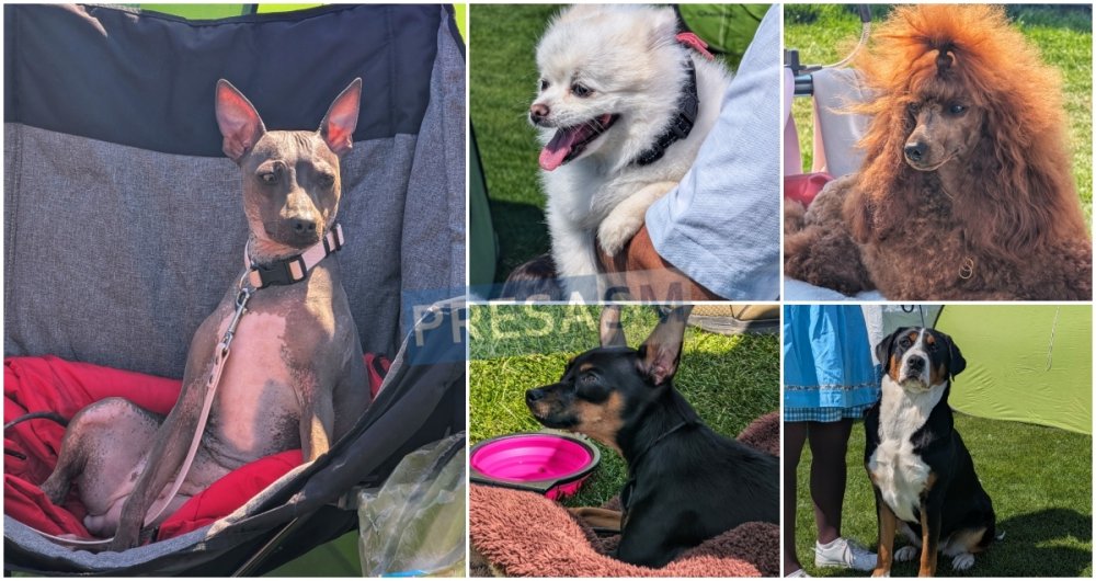 FOTO/VIDEO. Mii de câini, zeci de rase și 12 țări. Show-ul care cucerește Satu Mare în acest weekend