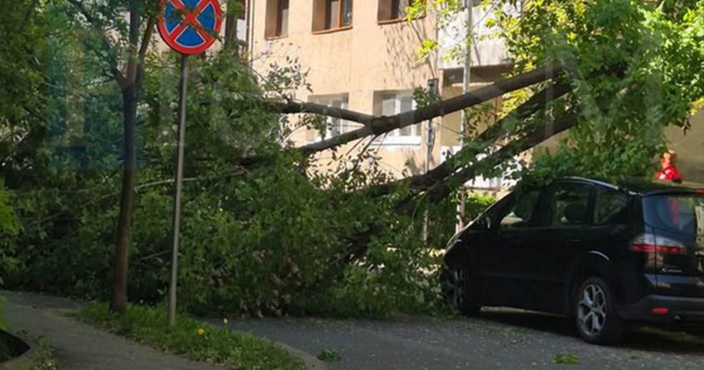 FOTO. Primele probleme cauzate de vânt la Satu Mare. Județul este sub Cod galben