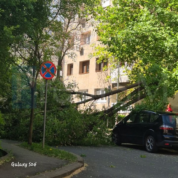 copac cazut vant.jpg