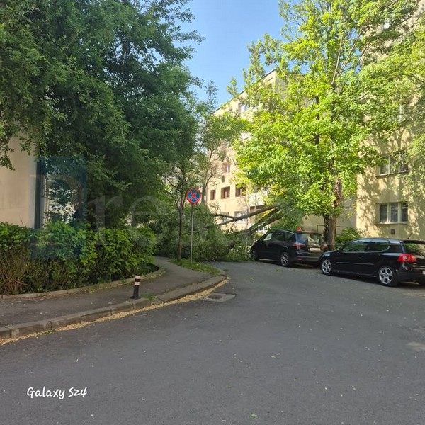 copac cazut vant1.jpg