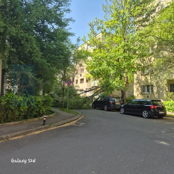 copac cazut vant2.jpg