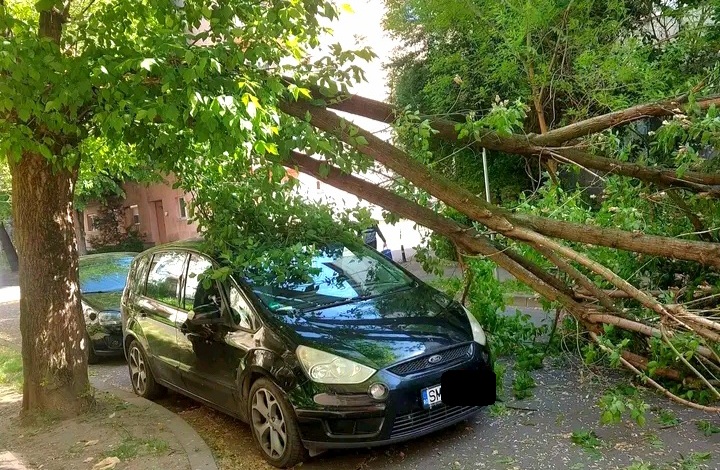 FOTO. Copaci rupți de vânt în mai multe zone din Satu Mare. Au căzut și peste mașini