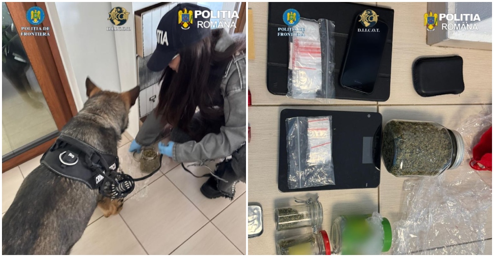 FOTOGALERIE. Rețea de traficanți, percheziții și mari cantități de droguri în municipiul Satu Mare