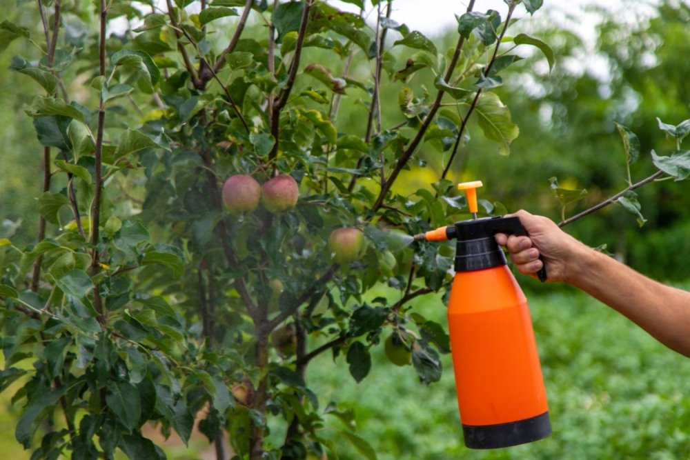 Cum alegi corect fungicide pentru pomi fructiferi și cereale: ghid informativ