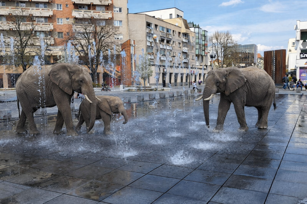 FOTO/VIDEO. Elefanții au scăpat de la ZooPark, de la Auchan, și se răcoresc în centrul Sătmarului!