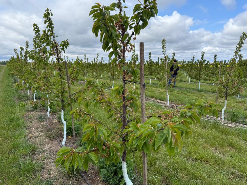 FOTO. Cresc pagubele produse de îngheț în județ. Unele culturi au fost complet compromise