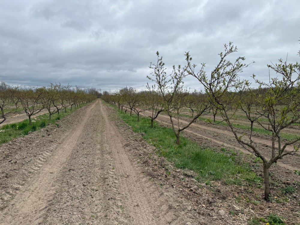 livezi afectate de îngheț1.jpg