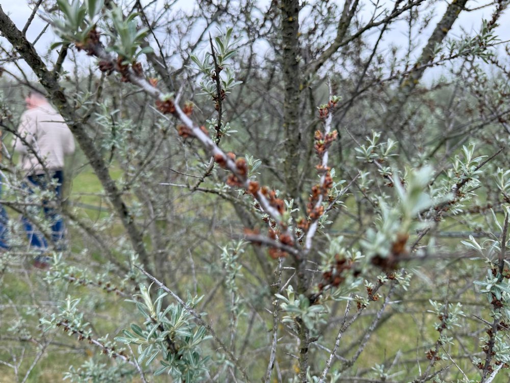 livezi afectate de îngheț3.jpg