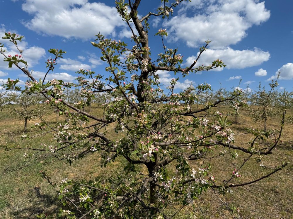 livezi afectate de îngheț4.jpg
