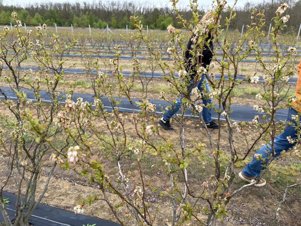 livezi afectate de îngheț5.jpg