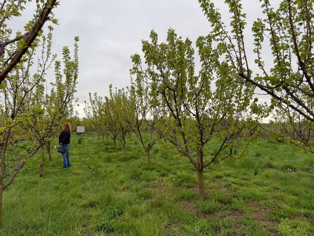 livezi afectate de îngheț6.jpg