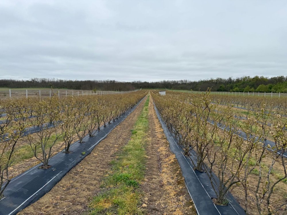 livezi afectate de îngheț7.jpg