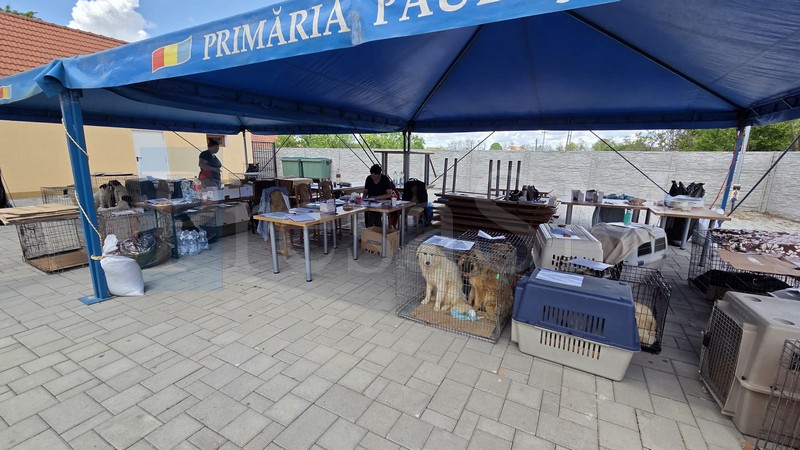 ANCHETĂ I Stat cu apucături mafiote... Atac la sterilizările gratuite, de la Poliția Animalelor și medicii veterinari?!