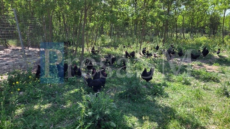 Grădina Elizei (23).jpg