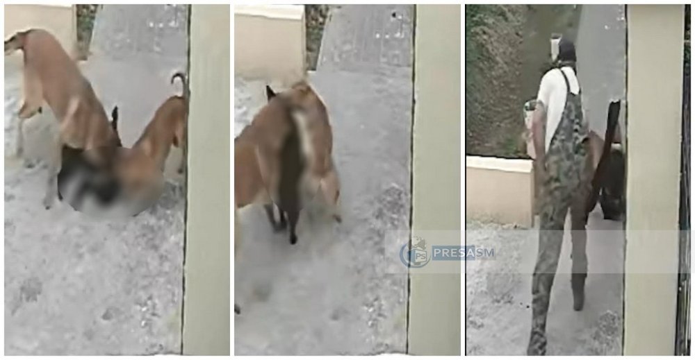 VIDEO. Poliția Satu Mare, așteptați o tragedie? Câini agresivi liberi atacă brutal pe stradă chiar în fața stăpânului