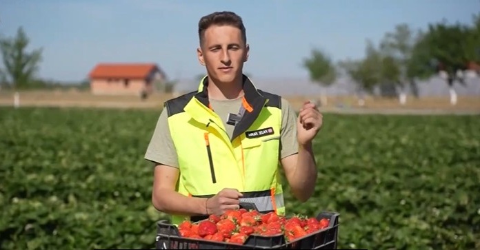 Căpșunile s-au scumpit în județul Satu Mare. Fermierii din Halmeu explică de ce nu pot menține prețurile 