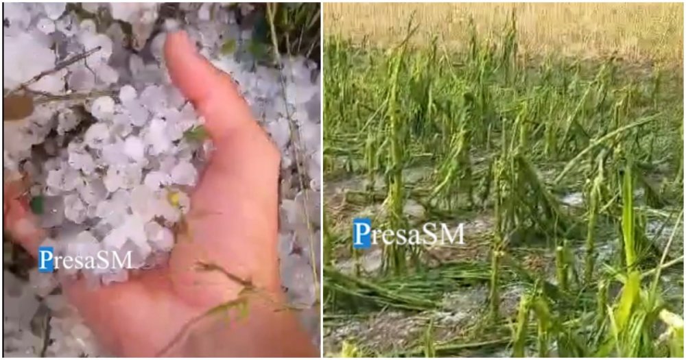 VIDEO. Grindina a distrus culturi într-o localitate din județul Satu Mare. Stâlp căzut pe carosabil