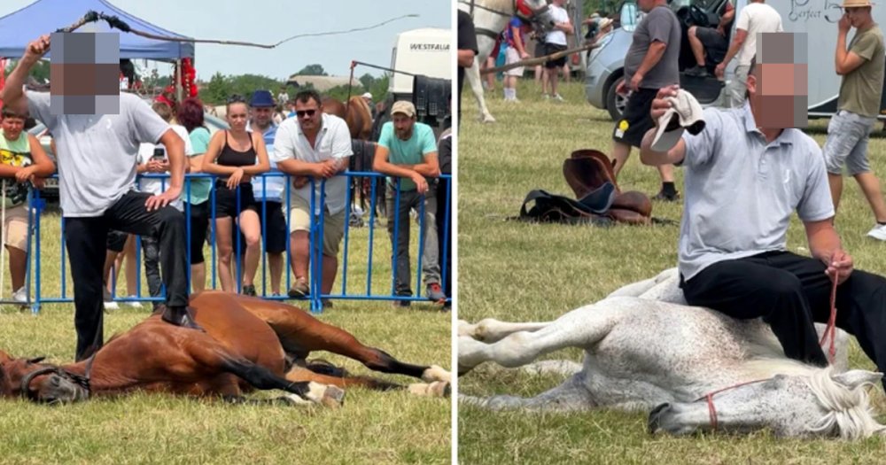 FOTO. Imaginile de la Festivalul Ecvestru din Medieșu Aurit au stârnit furia iubitorilor de animale. Proprietarii, acuzați că au ales să își umilească propriii cai