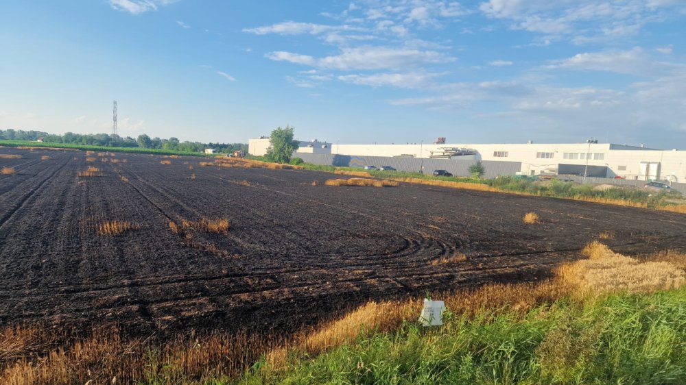 FOTO/VIDEO. De la ce a pornit incendiul din municipiul Satu Mare. Peste două hectare de grâu, făcute scrum