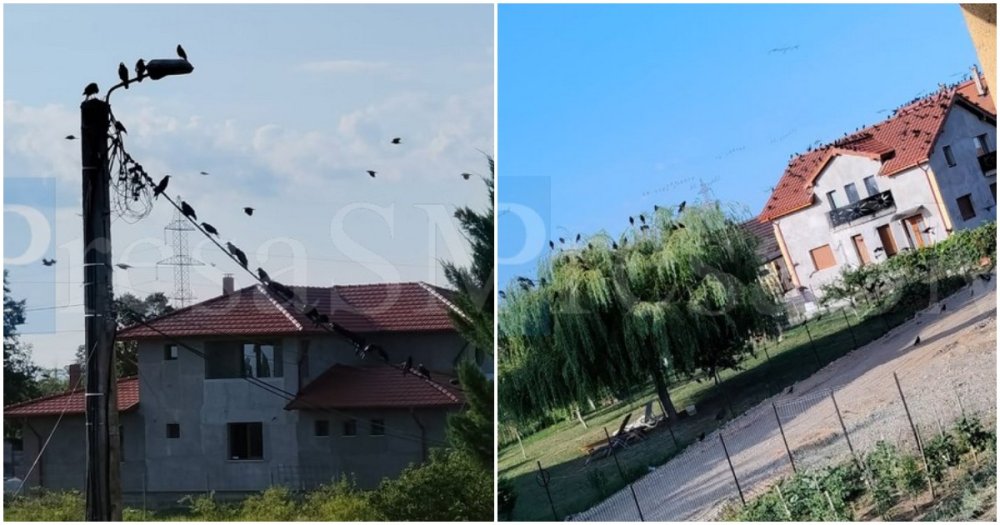 FOTO. Parcă desprins dintr-un film de Hitchcock. Un stol uriaș de ciori a invadat un cartier din municipiul Satu Mare