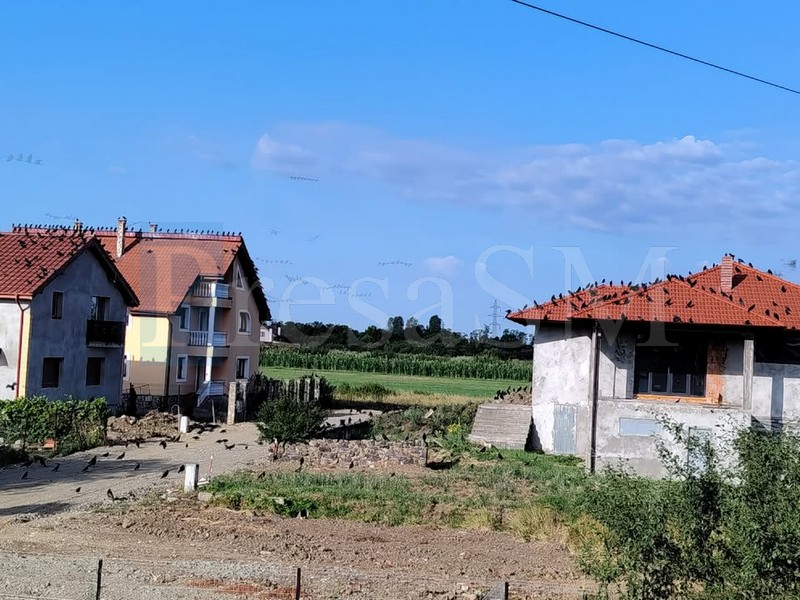 balta blonda1.jpg