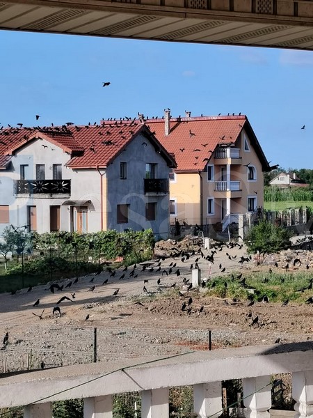 balta blonda3.jpg