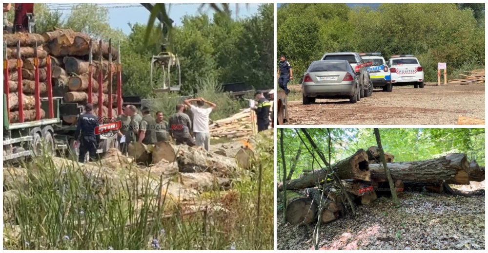FOTO. Anchetă explozivă! Suspiciuni grave de tăieri ilegale în județul Satu Mare! Procurorii și polițiștii verifică folosirea unor marcaje false