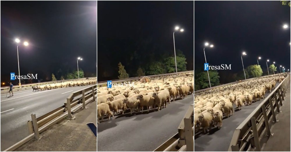 VIDEO. Noapte neobișnuită în Satu Mare. O turmă de sute de oi a blocat Podul Decebal. Gest de apreciat al ciobanului