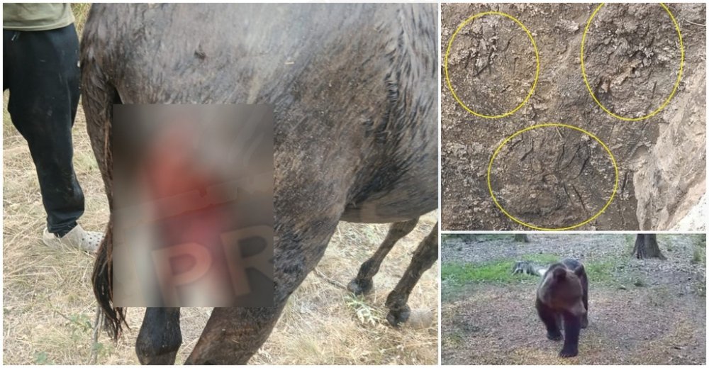 FOTO/VIDEO. Atac de urs în județul Satu Mare. O măgăriță, sfâșiată la doar un kilometru de sat. Animalul sălbatic a căzut într-o groapă
