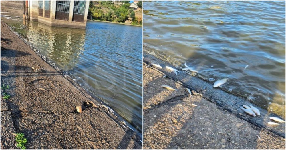 FOTO. Imagini dramatice. Pești sufocați pe lacul Călinești. Ce spun autoritățile. Râurile din județ, la minime istorice