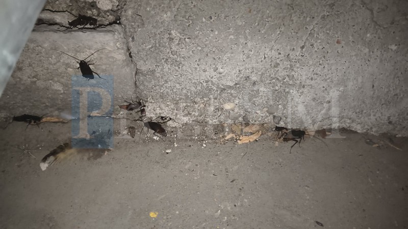 FOTO. „Invazie” de gândaci în mai multe cartiere din Satu Mare, pe fondul caniculei