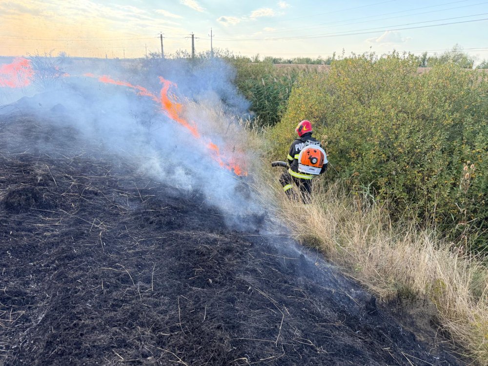 Incendiu de vegetație aproape de adăpostul de câini din Satu Mare. Intervin pompierii
