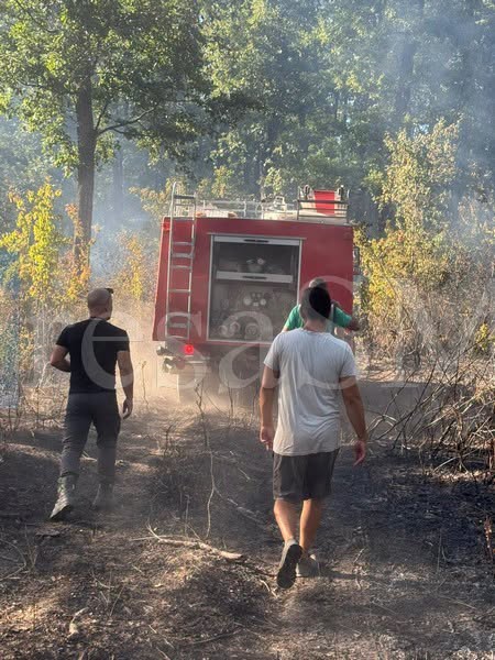 incendiu padure ardud (2).jpg