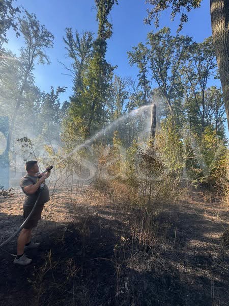 incendiu padure ardud (3).jpg