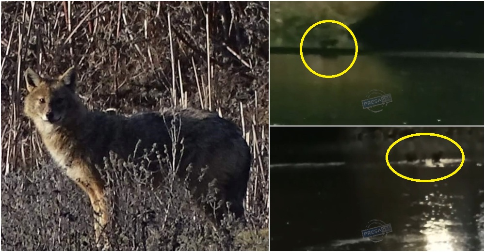 VIDEO. ”Lupi de  baltă” la doi pași de oraș! Trei exemplare, filmate noaptea în zona Podului Transilvania