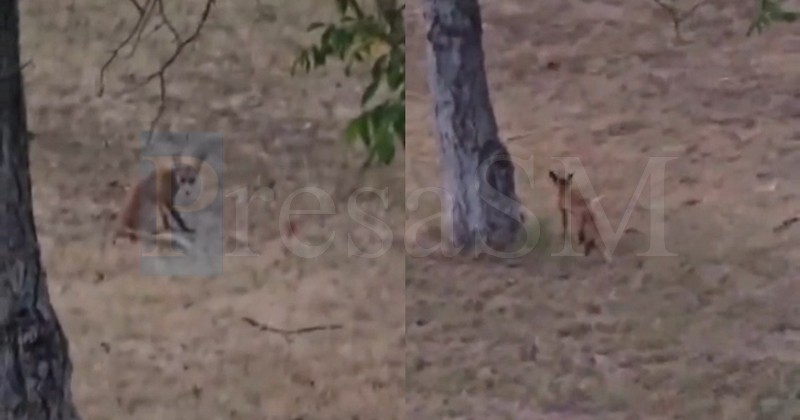 VIDEO. Vulpe în apropierea unui loc de joacă din Satu Mare: "De foame o să atace până la urmă pe cineva"