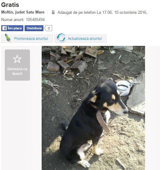 Fabulos Ce Vand Sătmărenii Pe Olx Sabie Masonică Loc De Veci