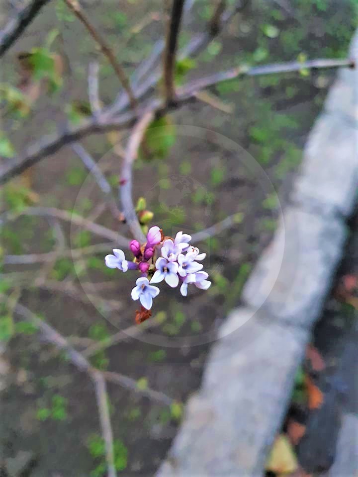 Foto Pe O Stradă Din Satu Mare Vine Primăvara In Prag De Iarnă