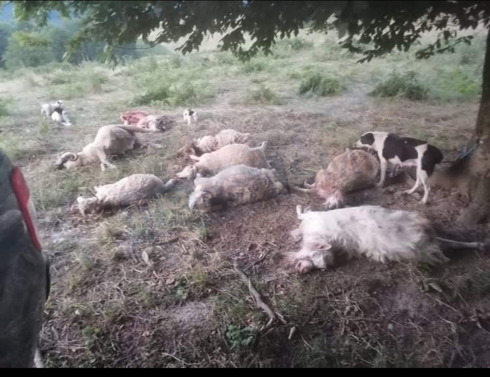 cable pneumonia landlord FOTO. O haită de lupi a făcut prăpăd în județul Satu Mare. Zeci de oi au  fost ucise sau rănite